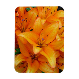 imán de diseño de flores de lirio naranja