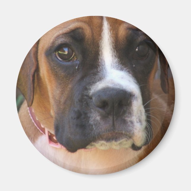 Imán de diseño de perro de Boxer (Frente)