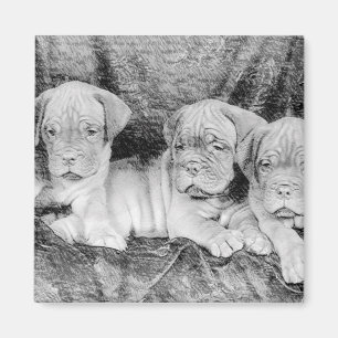 Imán de Dogue de bordeaux