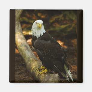 Imán de Eagle calvo