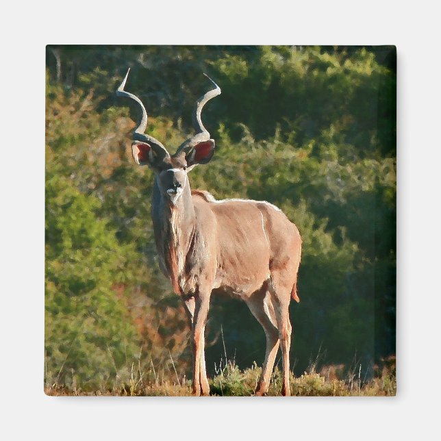 Imán de East Cape Kudu (Frente)