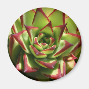 Imán de Echeveria