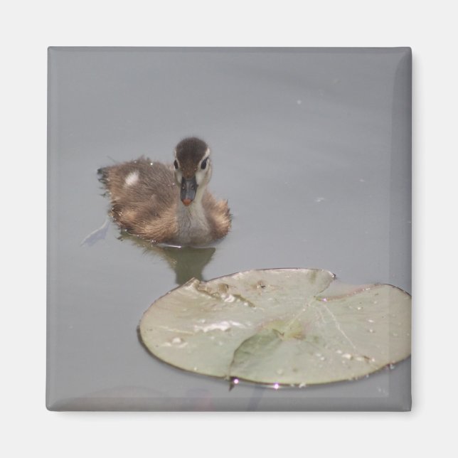 Imán de endurecimiento (Frente)