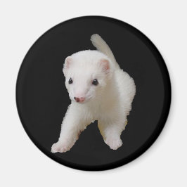 Imán de Ferret de Bebé Blanco