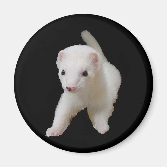 Imán de Ferret de Bebé Blanco (Frente)
