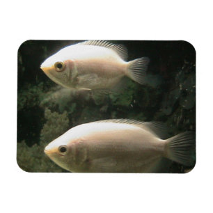 Imán de Fishies