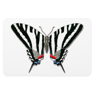 Imán de Flexi de la mariposa de Swallowtail de la