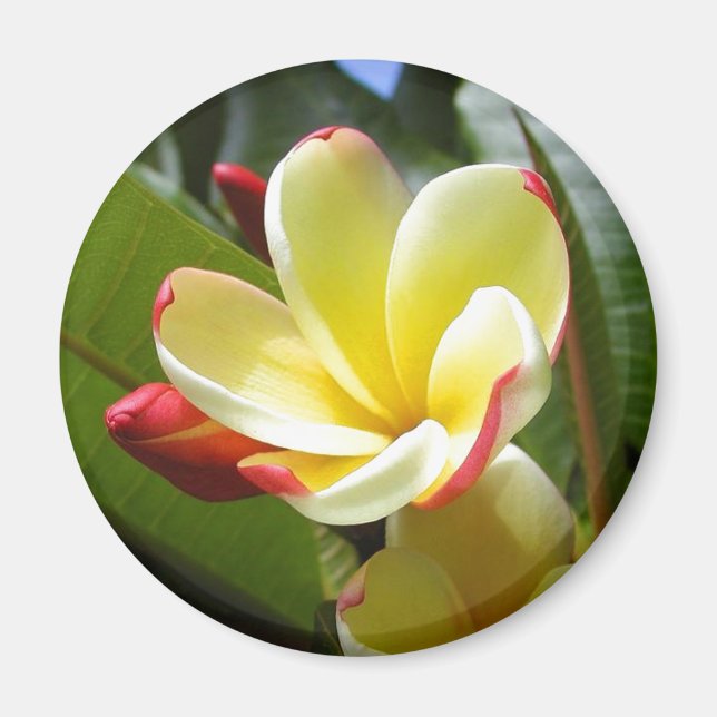 imán de flor amarilla (Frente)