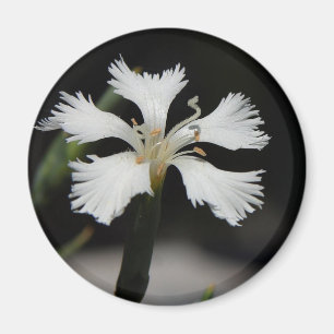 imán de flor blanca