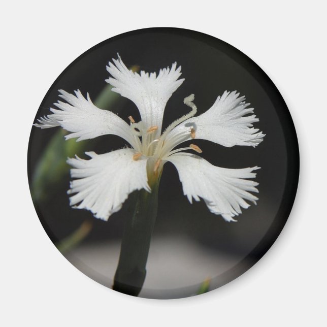 imán de flor blanca (Frente)