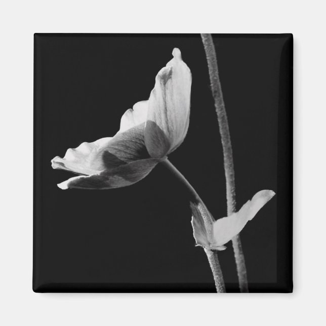Imán de flor blanco y negro (Frente)