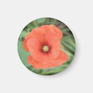 Imán de flor de amapola salvaje