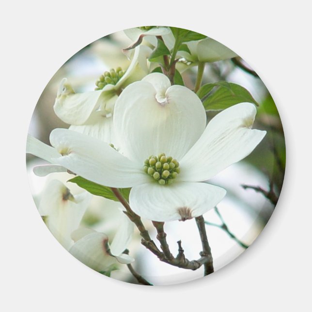 Imán de flor de árbol de dogwood (Frente)