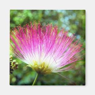 Imán de flor de árbol de seda persa