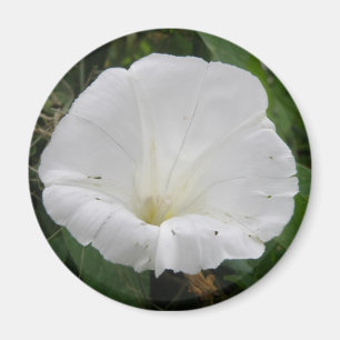 Imán de flor de bonito blanco convolvulso