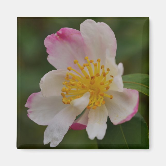 Imán de Flor de Camelia (Frente)
