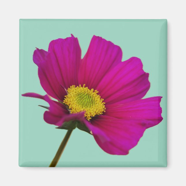 Imán de Flor de Cosmos (Frente)