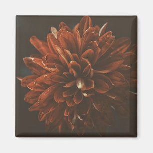 Imán de flor de crisantemo rojo pálido