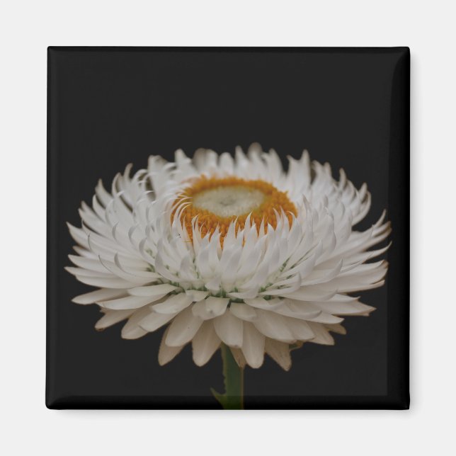 Imán de flor de Helichrysum (Frente)