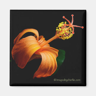 Imán de flor de hibisco hawaiano nativo Kokio
