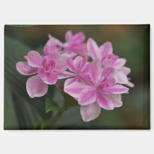 Imán de flor de hortensia rosa