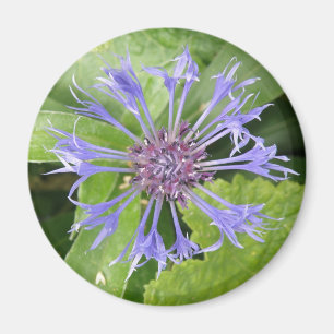 Imán de flor de maíz azul