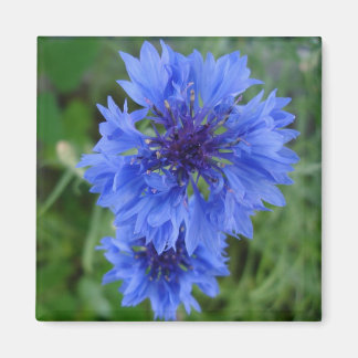Imán de flor de maíz azul