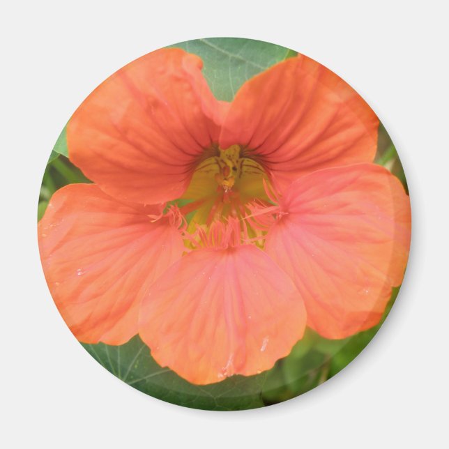 Imán de flor de Nasturtio naranja (Frente)