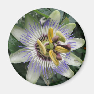 Imán de flor de pasión