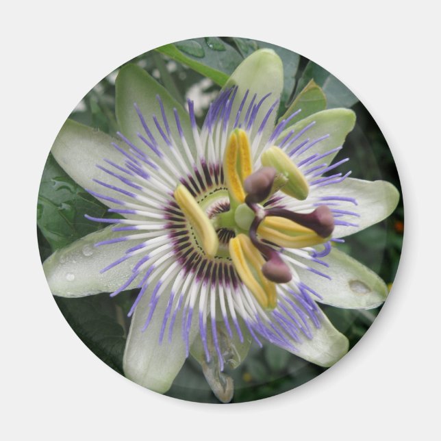 Imán de flor de pasión (Frente)