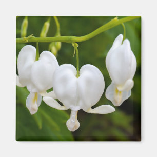 Imán de flor en forma de corazón blanco