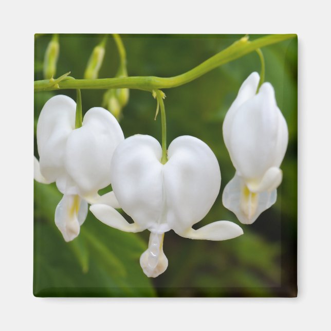 Imán de flor en forma de corazón blanco (Frente)