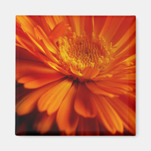 imán de flor naranja