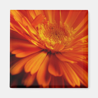 imán de flor naranja
