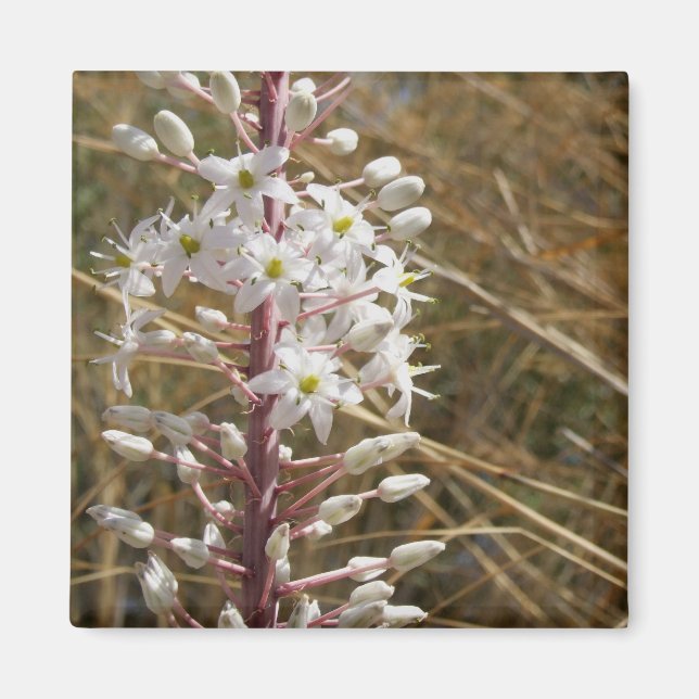 Imán de flor natural (Frente)
