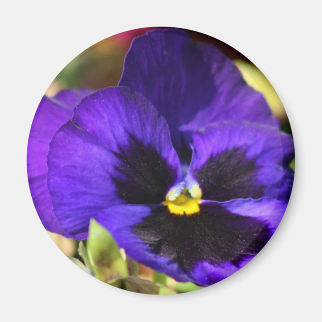Imán de flor Pansy (Frente)