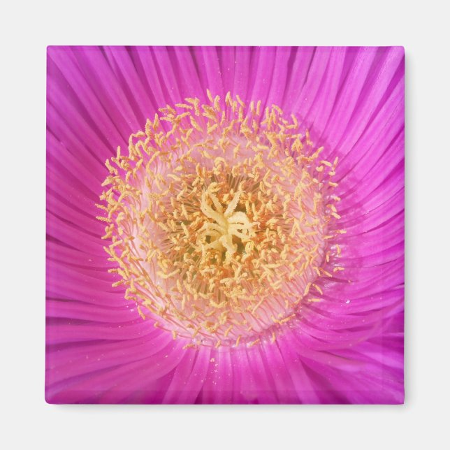 Imán de flor rosa (Frente)