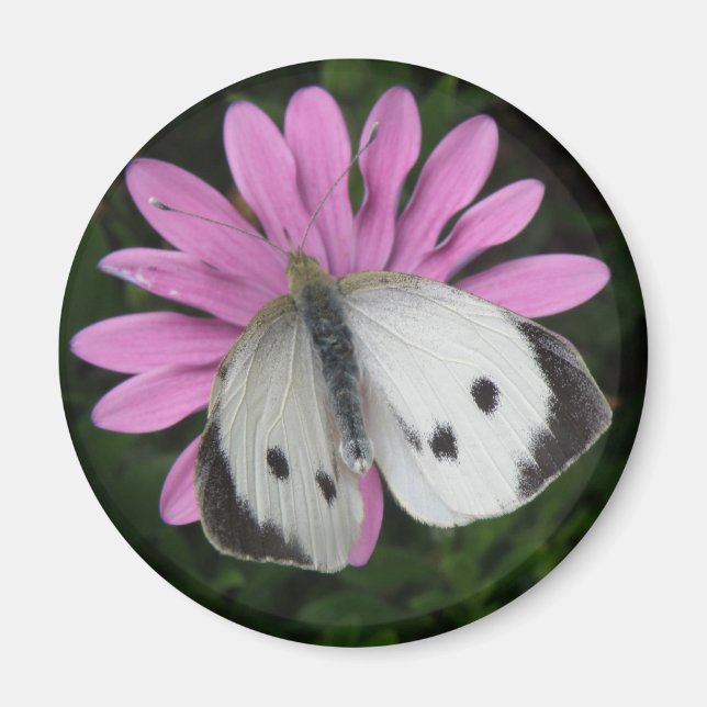 Imán de flor rosa y mariposa (Frente)