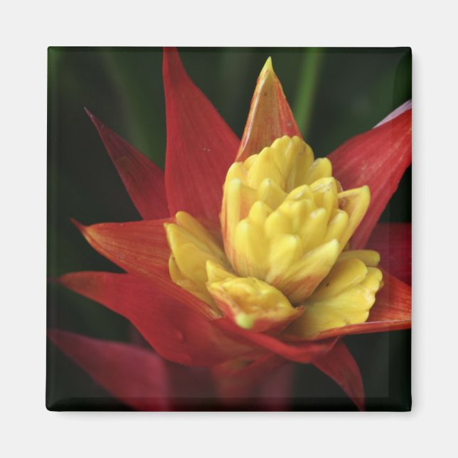 Imán de flor Spiky (Frente)