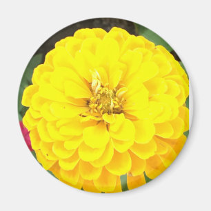 Imán de flores amarillas