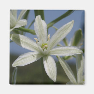 Imán de flores blancas