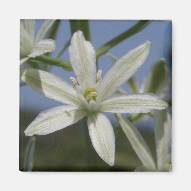 Imán de flores blancas (Frente)