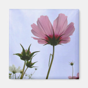 Imán de flores Cosmos