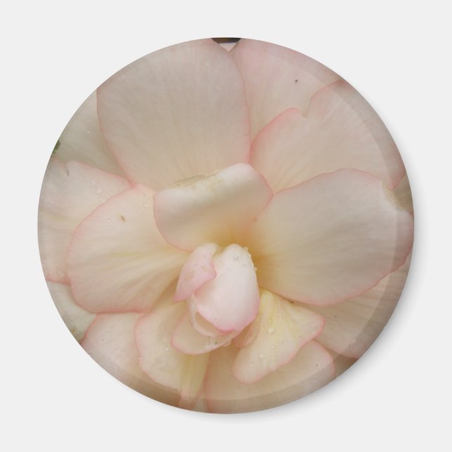 Imán de flores de Begonia blanca (Frente)