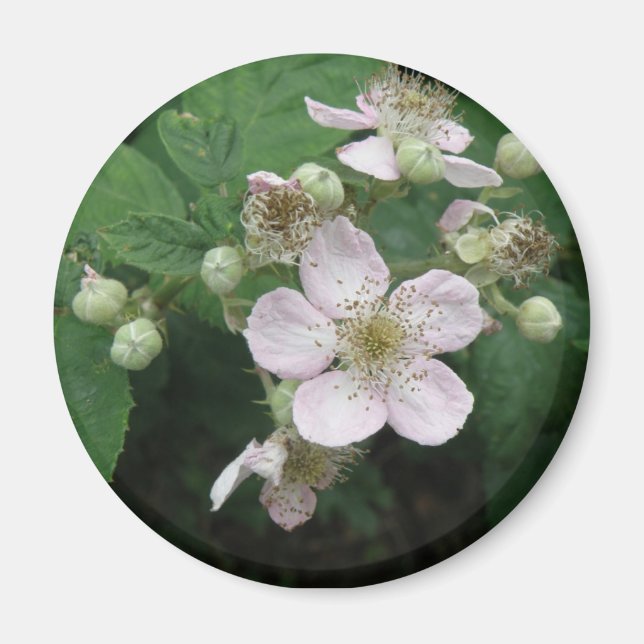 imán de flores de Blackberry (Frente)
