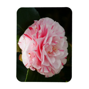 Imán de flores de camelia rosa y blanca