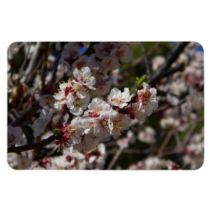 Imán de flores de cerezo