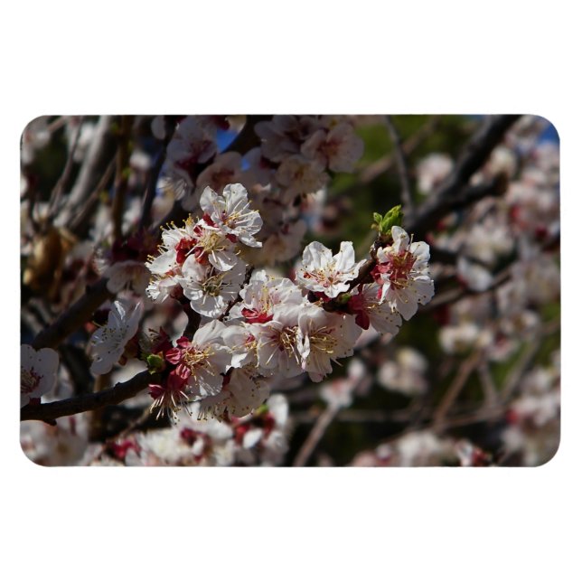 Imán de flores de cerezo (Horizontal)
