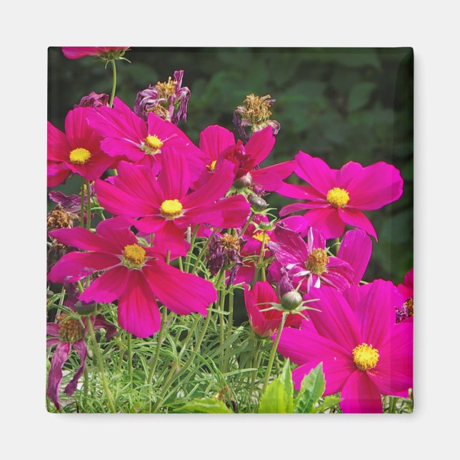 Imán de flores de Cosmo (Frente)