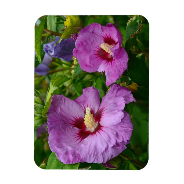 Imán de flores de hibisco morado (Vertical)